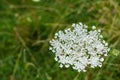Queen Anne Lace, Daucus carota Royalty Free Stock Photo