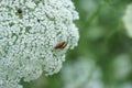 Queen Anne Lace Flower Series Royalty Free Stock Photo