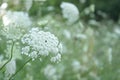 Queen Anne Lace Flower Series Royalty Free Stock Photo