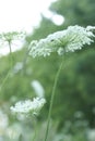 Queen Anne Lace Flower Series Royalty Free Stock Photo