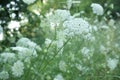 Queen Anne Lace Flower Series Royalty Free Stock Photo