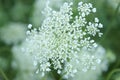 Queen Anne Lace Flower Series Royalty Free Stock Photo