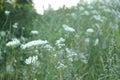 Queen Anne Lace Flower Series Royalty Free Stock Photo