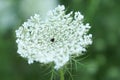 Queen Anne Lace Flower Series Royalty Free Stock Photo