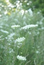 Queen Anne Lace Flower Series Royalty Free Stock Photo