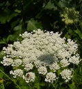 Queen Anne Lace flower Royalty Free Stock Photo