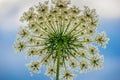 Queen Anne Lace Royalty Free Stock Photo