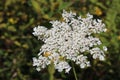 Queen Anne`s Lace American wildflower in full bloom Royalty Free Stock Photo