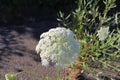 A Queen Anne`s Lace with an ant climbing on it growing out of the pavement on Cape Breton Island