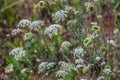 Queen anne`s lace blooming