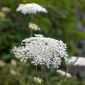 Queen Anne`s Lace with blurred background