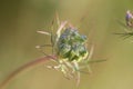 Queen Anne's Lace bud Royalty Free Stock Photo