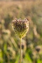 A Queen Anne`s Lace Bud Royalty Free Stock Photo