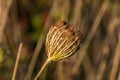 A Queen Anne`s Lace Bud Royalty Free Stock Photo