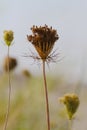 Queen Anne\'s Lace Seed Head with Soft Focus Background - Daucus carota