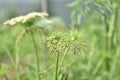 Queen Anne`s Lace or Daucus Carota Blossom Royalty Free Stock Photo