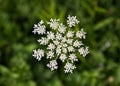 Queen Anne's Lace (Daucus carota) Wildflower Royalty Free Stock Photo