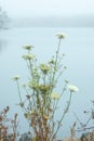Queen Anne;s Lace At Edge Of Lake With Fog