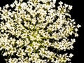 Queen Anne`s Lace Flower Isolated Black Background
