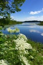 Queen Anne`s lace frames a pond