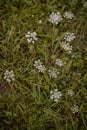 Queen Anne`s Lace In The Green Grass. Ammi Major Plant In Spring Season