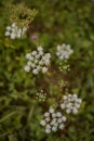 Queen Anne`s lace in the green grass. Ammi major plant in spring season Royalty Free Stock Photo