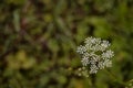Queen Anne`s lace in the green grass. Ammi major plant in spring season Royalty Free Stock Photo