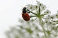 Queen Anne`s Lace with Ladybug