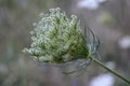 Queen Anne`s Lace Seed Head From the Composite Flower in a Utah Meadow