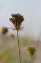 Queen Anne\'s Lace Seed Head with Soft Focus Background 3 - Daucus carota