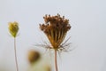 Queen Anne\'s Lace Seed Head with Soft Focus Background 2 - Daucus carota