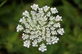 Queen Anne`s Lace Weed Plant
