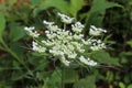 Queen Anne`s Lace white American wildflower blossom Royalty Free Stock Photo