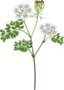 Flowering carrot plant