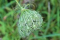 Queen Anne`s Lace wildflower head in early stage of opening