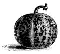 Queen Anne`s Pocket Melon vintage illustration