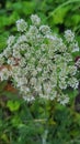 Queen Anne& x27;s lace flower, wild carrot, growing in wildflower garden