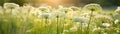 Queen Annes Lace Field Blurred Sunrise Banner Background. Generative AI