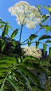 Queen Annes Lace flower against bright blue sky