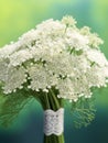 Queen Annes Lace flower wedding bouquet blurred background