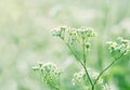 Queen Annes lace in a lush green summer meadow Royalty Free Stock Photo