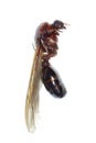 Queen ant insect macro isolated