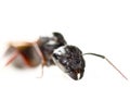 Queen ant isolated in white Royalty Free Stock Photo