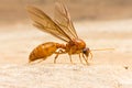 Queen ant Royalty Free Stock Photo
