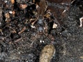 Queen ant on mamade floor in city looking area to make colony Royalty Free Stock Photo