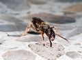 Queen ant on mamade floor in city looking area to make colony Royalty Free Stock Photo