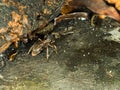 Queen ant on mamade floor in city looking area to make colony Royalty Free Stock Photo