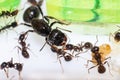 Queen ant Messor Structor in formicaria closeup