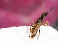 Queen ant on a paper in city looking area to make colony Royalty Free Stock Photo