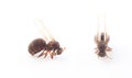 Queen Ant on White . animal isolated on a white background Royalty Free Stock Photo